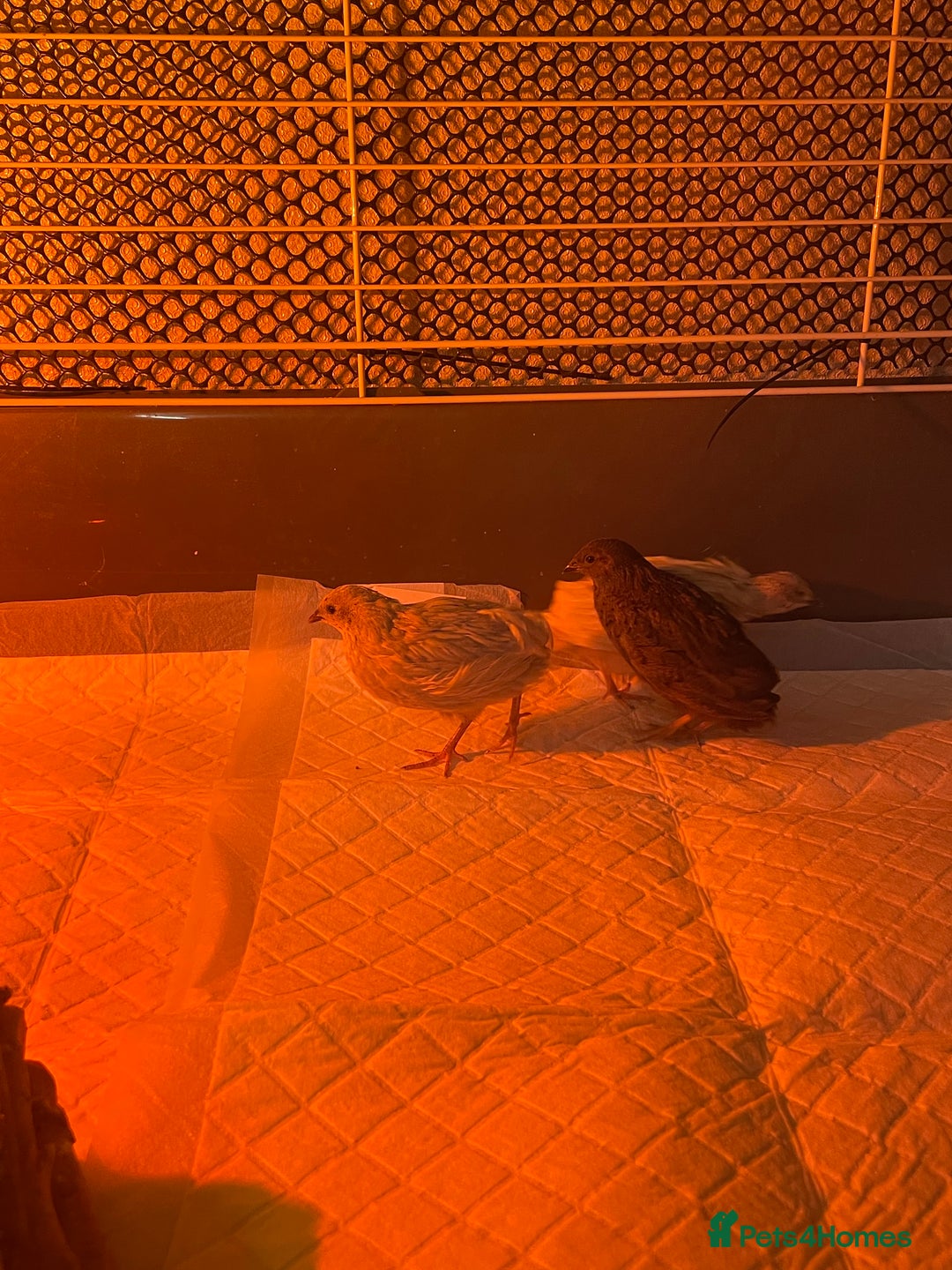 Quail poultry for sale: 3 button quail  - Image 8