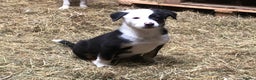 Smooth Collie dogs for sale: Male Collie Pups age 10 weeks - Advert 1