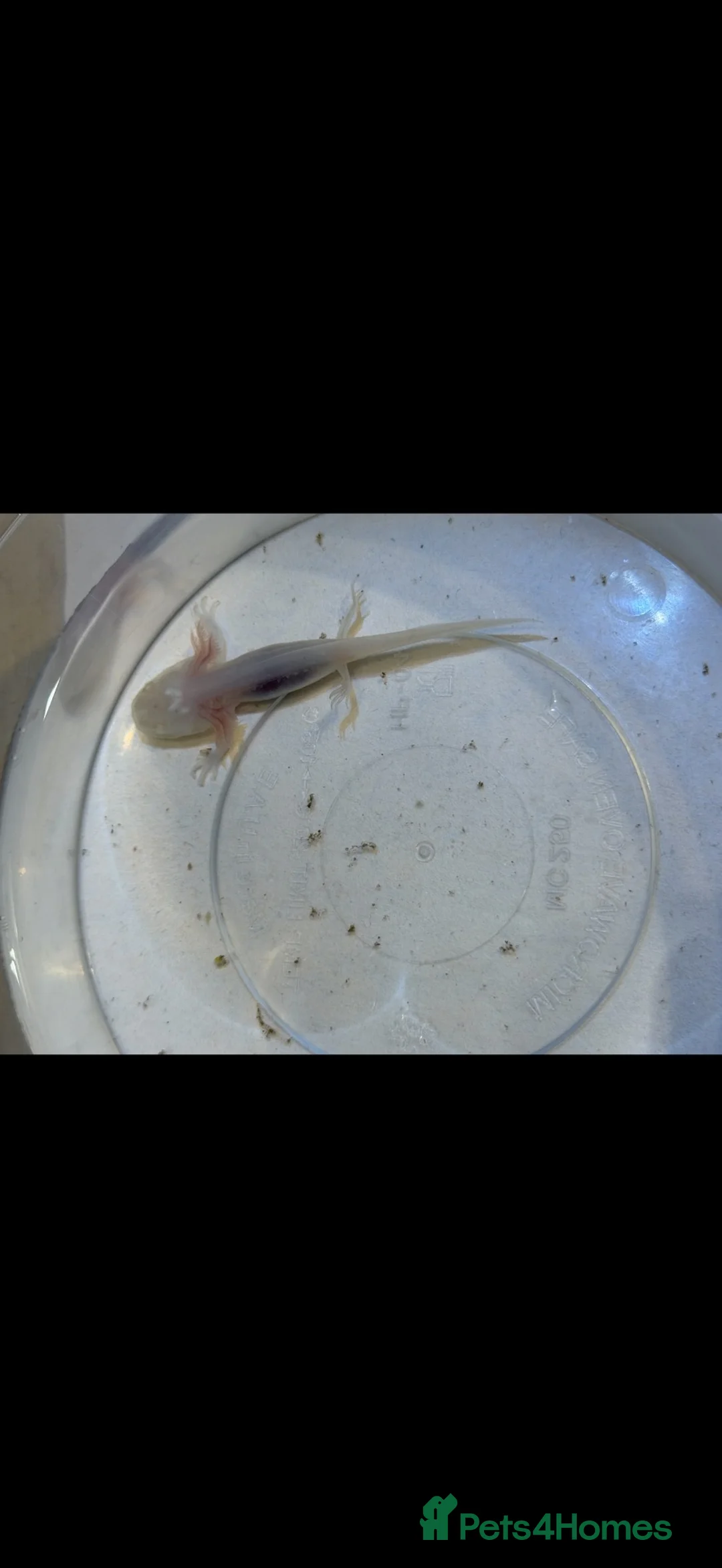 Axolotl reptiles for sale: Baby axolotls in Birmingham - Advert 6