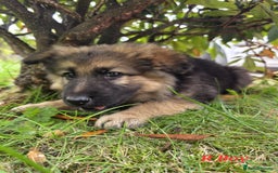 German Shepherd dogs for sale: Beautiful German shepherd puppies  - Image 16