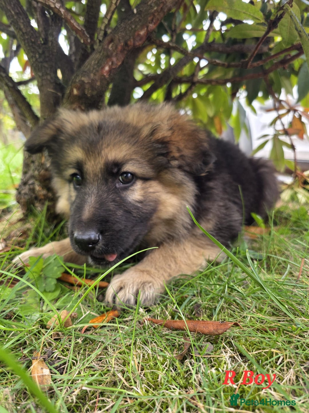 German Shepherd dogs for sale: Beautiful German shepherd puppies  - Image 16