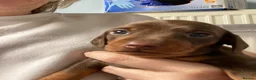 Dachshund dogs for sale: Miniature dachshund puppies Smooth haired  - Advert 6