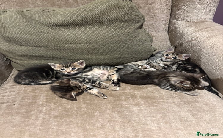 Bengal cats 4 bengal kittens  - Advert 14