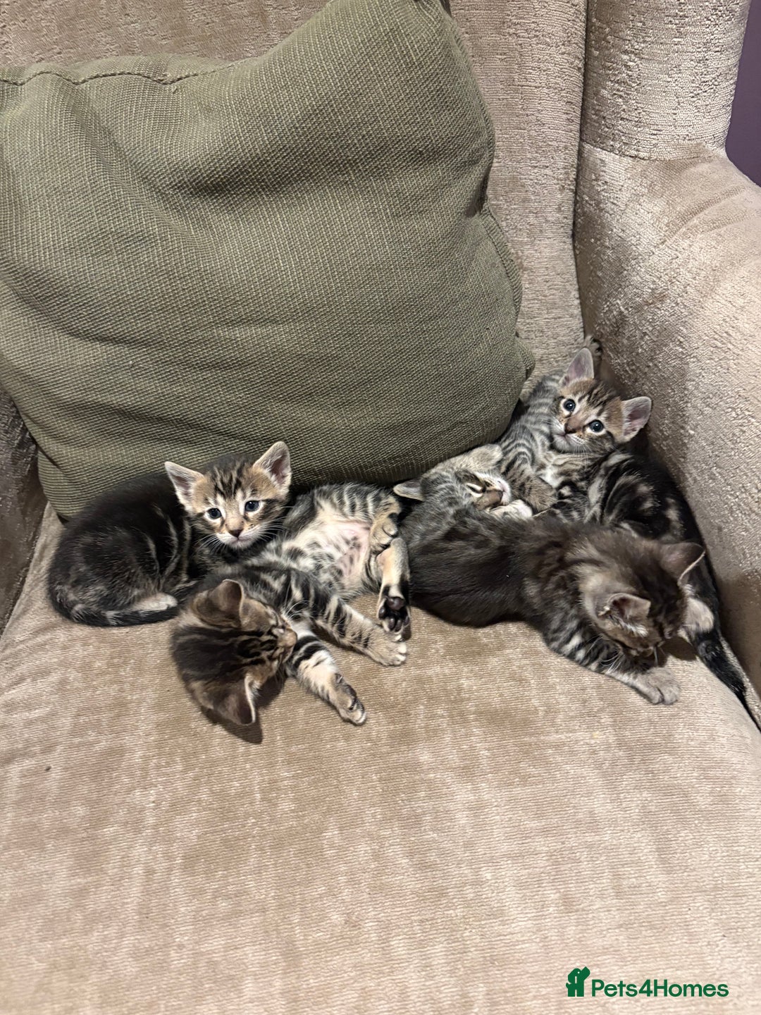 Bengal cats for sale: bengal kittens  - Advert 2