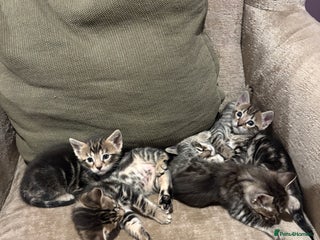 Bengal cats 4 bengal kittens - Advert 18