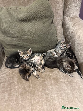 Bengal cats 4 bengal kittens - Advert 14