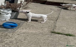 English Bull Terrier dogs for sale: English bull terrier pups for sale  - Image 6
