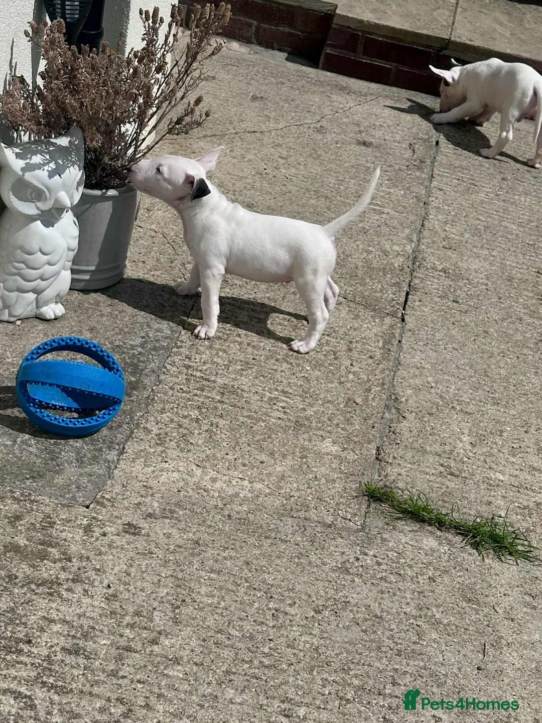 English Bull Terrier dogs for sale: English bull terrier pups for sale  - Image 6