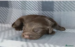 Cocker Spaniel dogs for sale: Show x Working Cocker Spaniels, HEALTH tested - Image 9