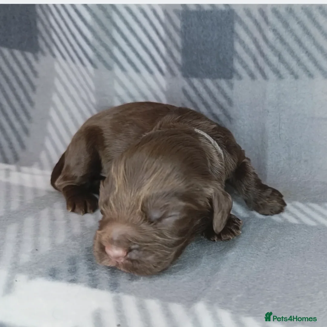 Cocker Spaniel dogs for sale: Show x Working Cocker Spaniels, HEALTH tested - Image 9