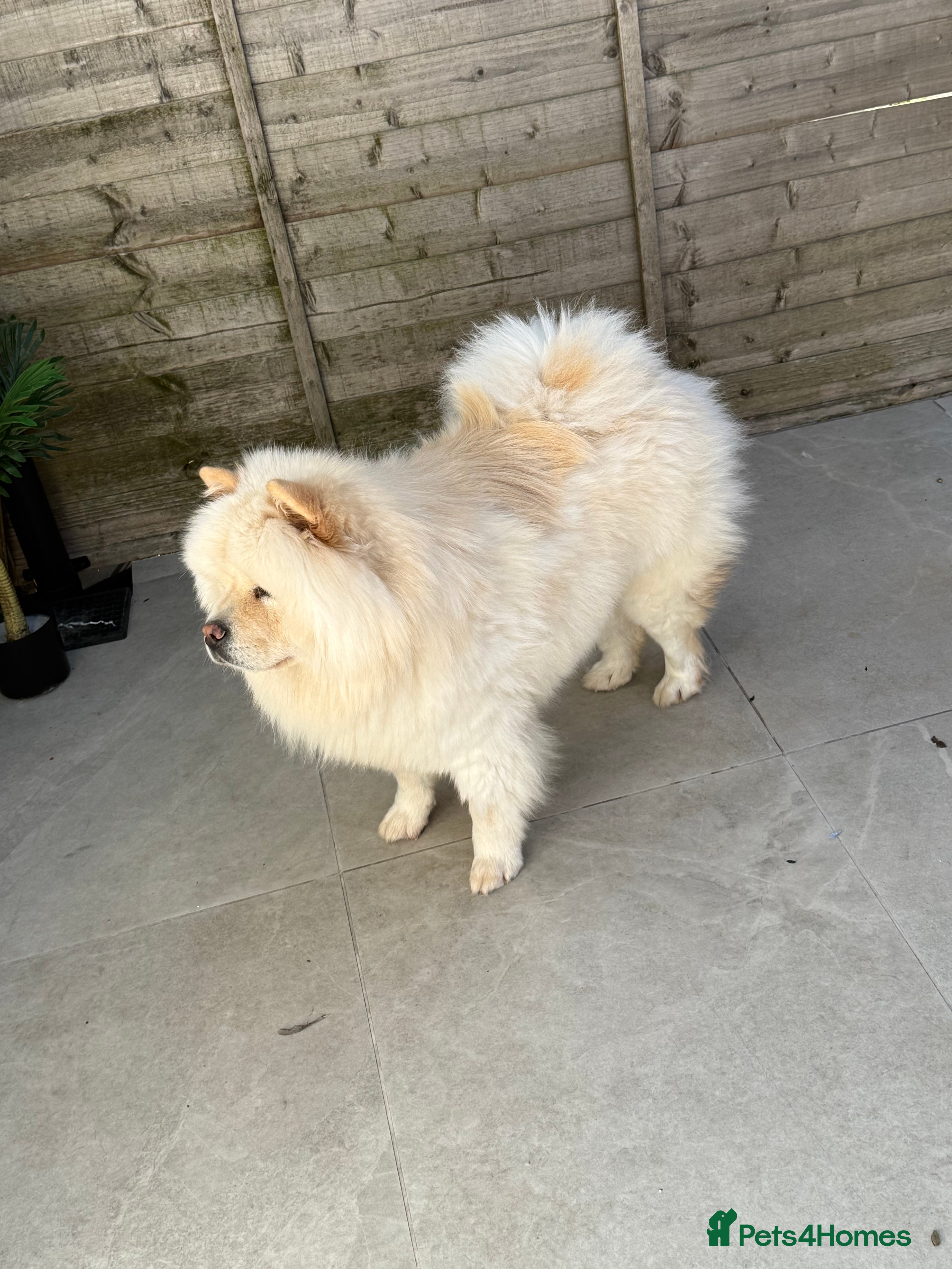 Chow Chow dogs Chow chow For Sale in London - Advert 6