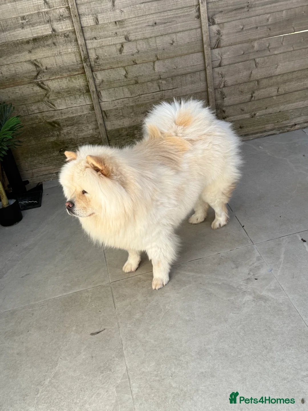 Chow Chow dogs for sale: Chow chow For Sale in London - Advert 1