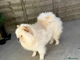 Chow Chow dogs Chow chow For Sale in London - Advert 6