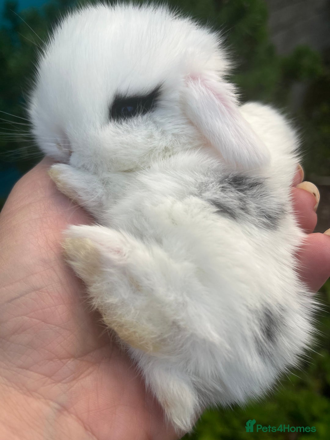 Mini Lop rabbits for sale: Four mini lop babies available, two litters - Image 5