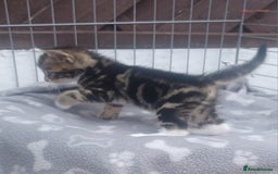 Mixed Breed cats for sale: Gorgeous Bengal x babies **READY NOW** - Image 28