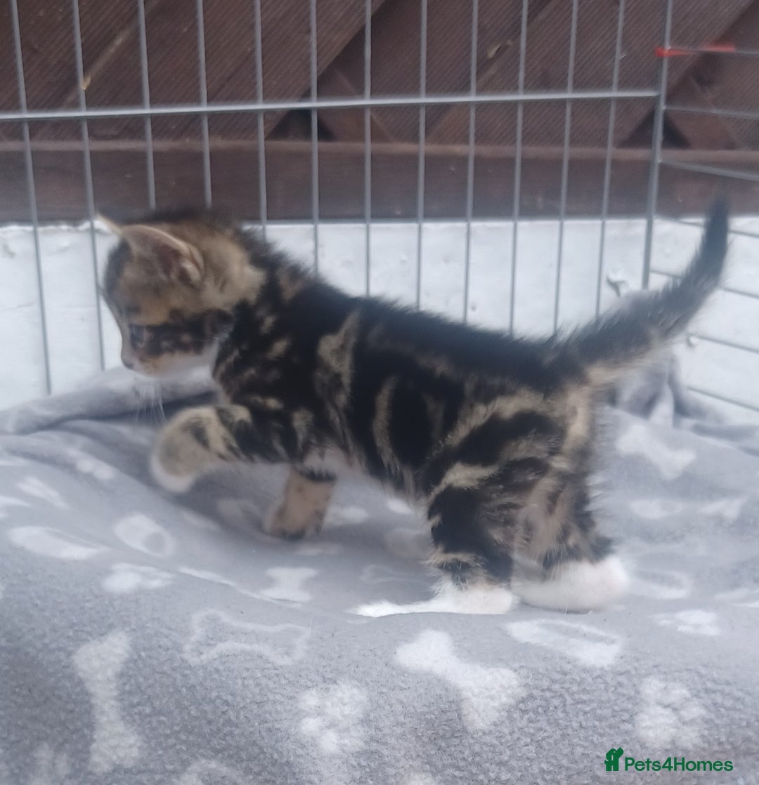 Mixed Breed cats for sale: Gorgeous Bengal x babies **READY NOW** - Image 28