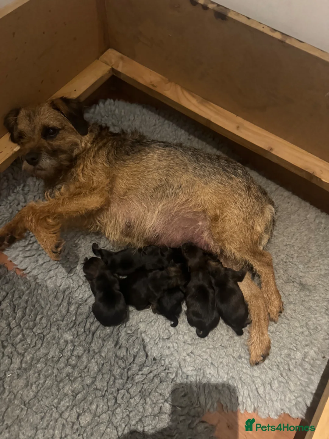 Border Terrier dogs for sale: Outstanding Border puppies  - Advert 2