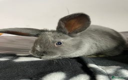 French Lop rabbits for sale: Blue French lopXDutch baby rabbits ready to go now - Image 20