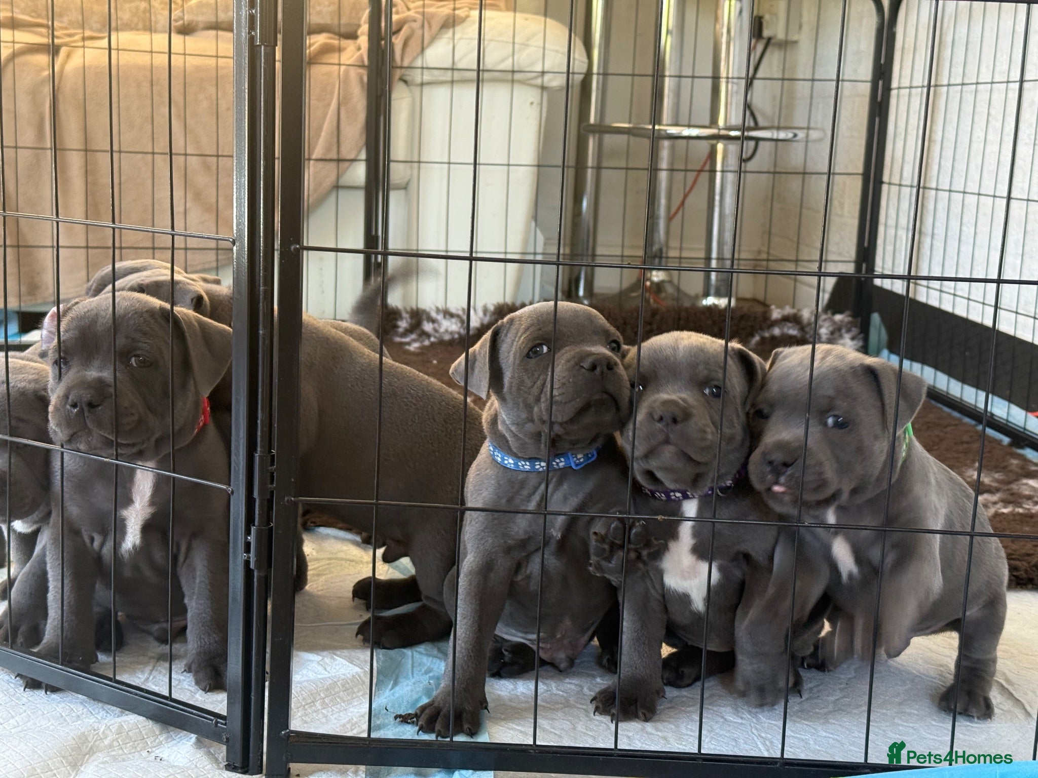 Staffordshire Bull Terrier dogs KC staffy puppies Available - Advert 8