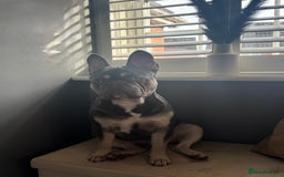 French Bulldog dogs for sale: French bulldog  - Image 2