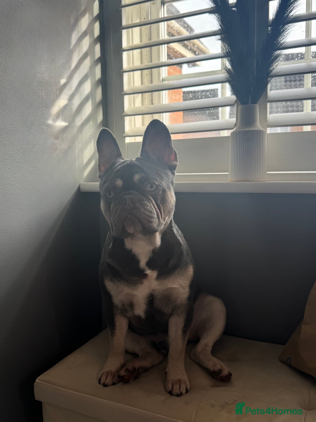 French Bulldog dogs for sale: French bulldog  - Image 2