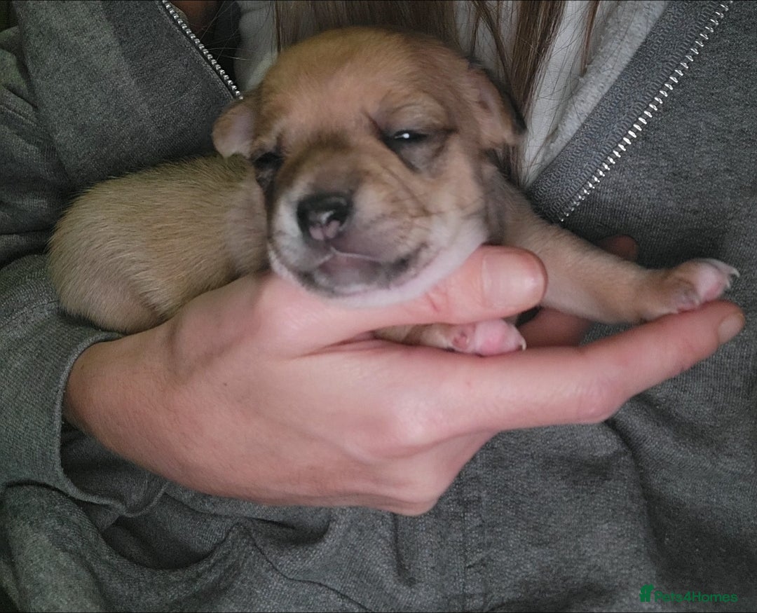 Mixed Breed dogs for sale: Chihuahua jack Russell boy puppy - Image 9