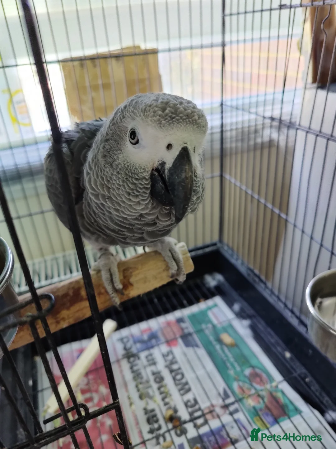 Parrots birds for sale: Baby African Gray  - Advert 1