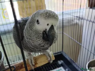 Parrots birds Baby African Gray - Advert 1