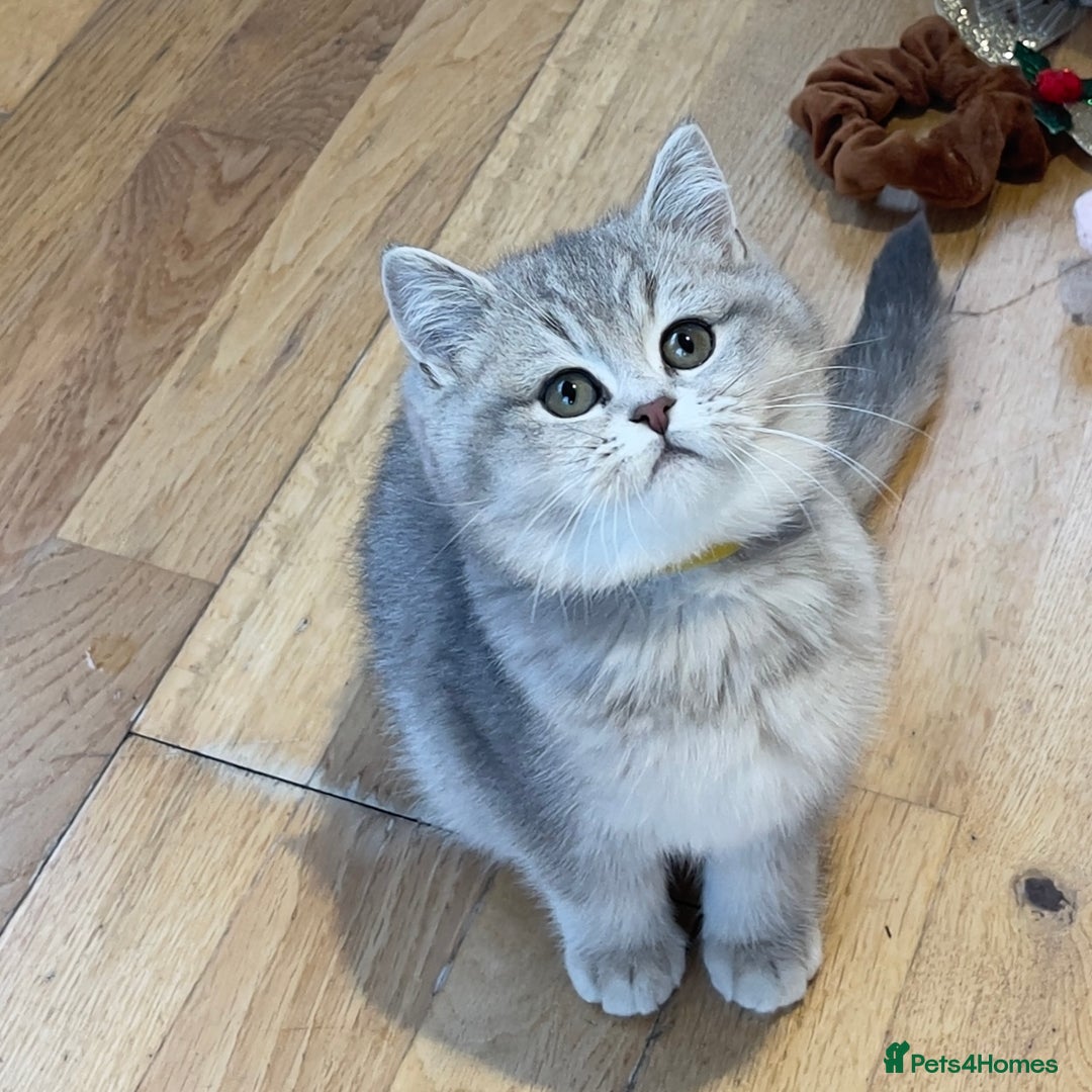 British Shorthair cats for sale: 3 GCCF British Shorthair Kittens– Champion Lines - Advert 20