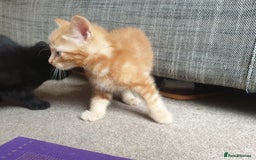 Mixed Breed cats for sale: Adorably beautiful kitten - Image 12
