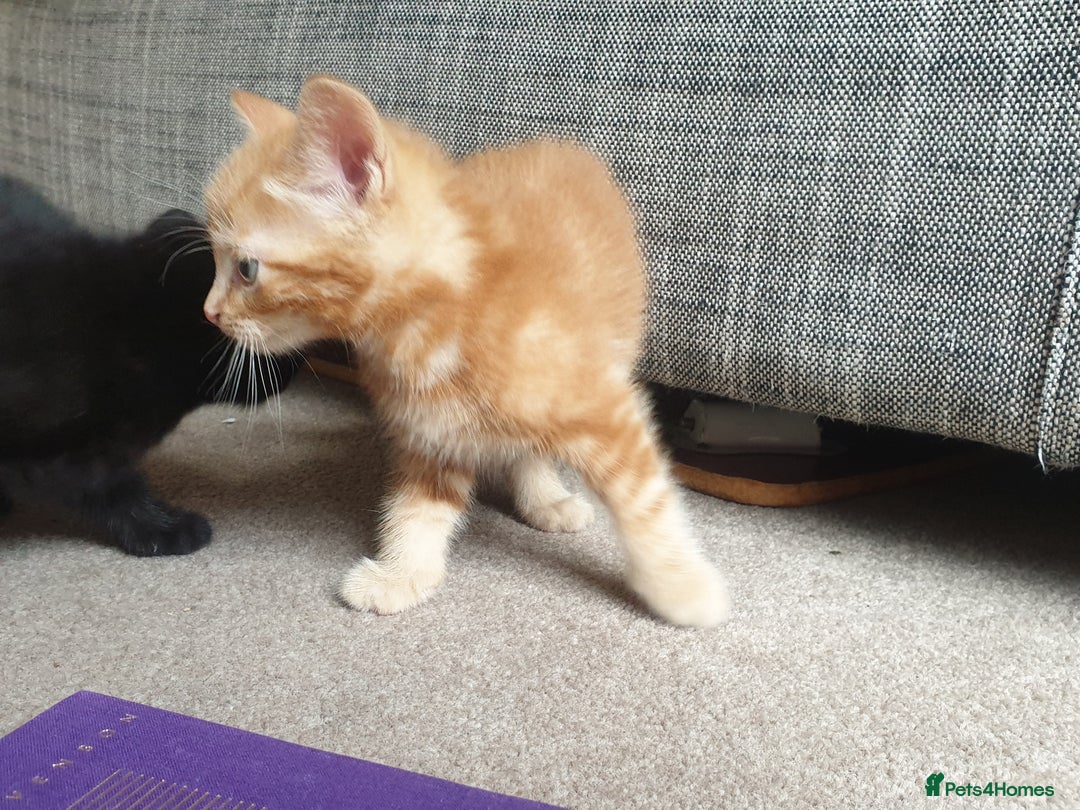 Mixed Breed cats for sale: Adorably beautiful kitten - Image 12