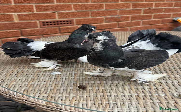 Pigeons birds - Advert 6