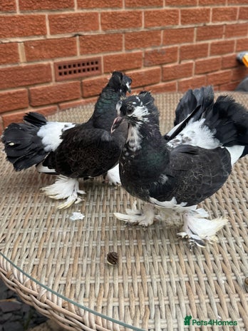 Pigeons birds - Advert 5
