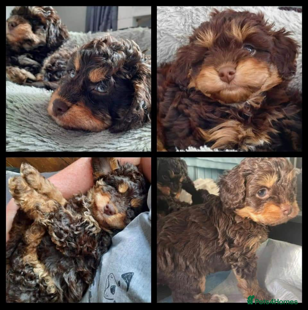 Miniature Poodle dogs for stud: KC miniature poodle, phantom and parti carrier  in Bolton - Image 6