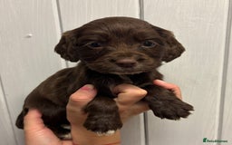 Sprocker dogs for sale: Beautiful Litter Of Sprocker Puppies   - Image 7