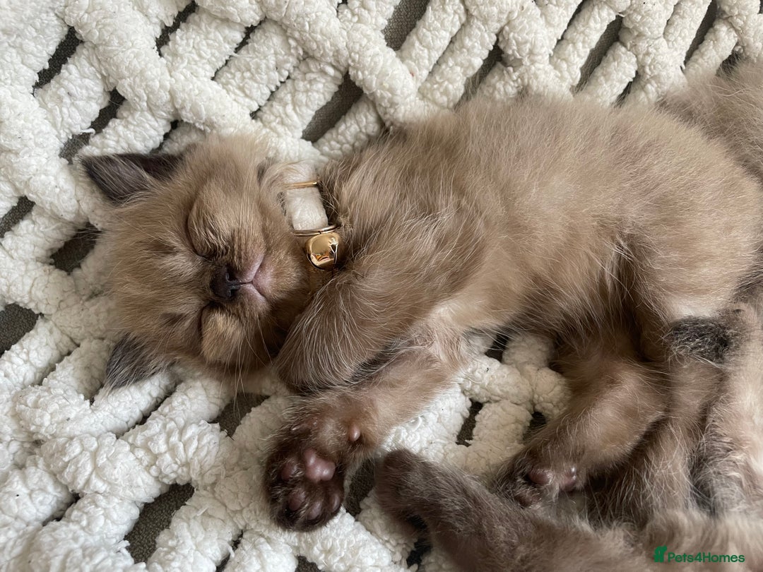 Ragdoll cats for sale: 5 Purebred kittens for SALE - Image 17