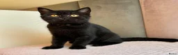 British Shorthair cats for sale: Amazing British shorthair and longhair. - Advert 4