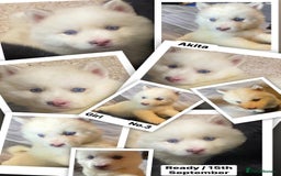 Huskita dogs for sale: Akita puppies  - Image 7
