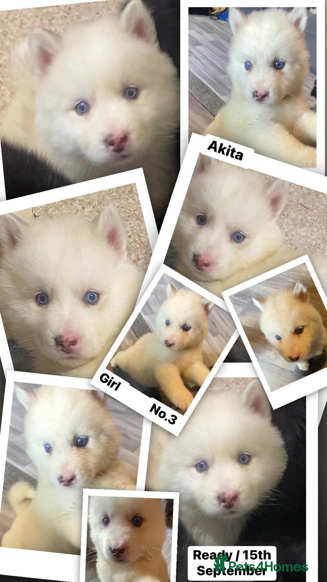 Huskita dogs for sale: Akita puppies  - Image 7