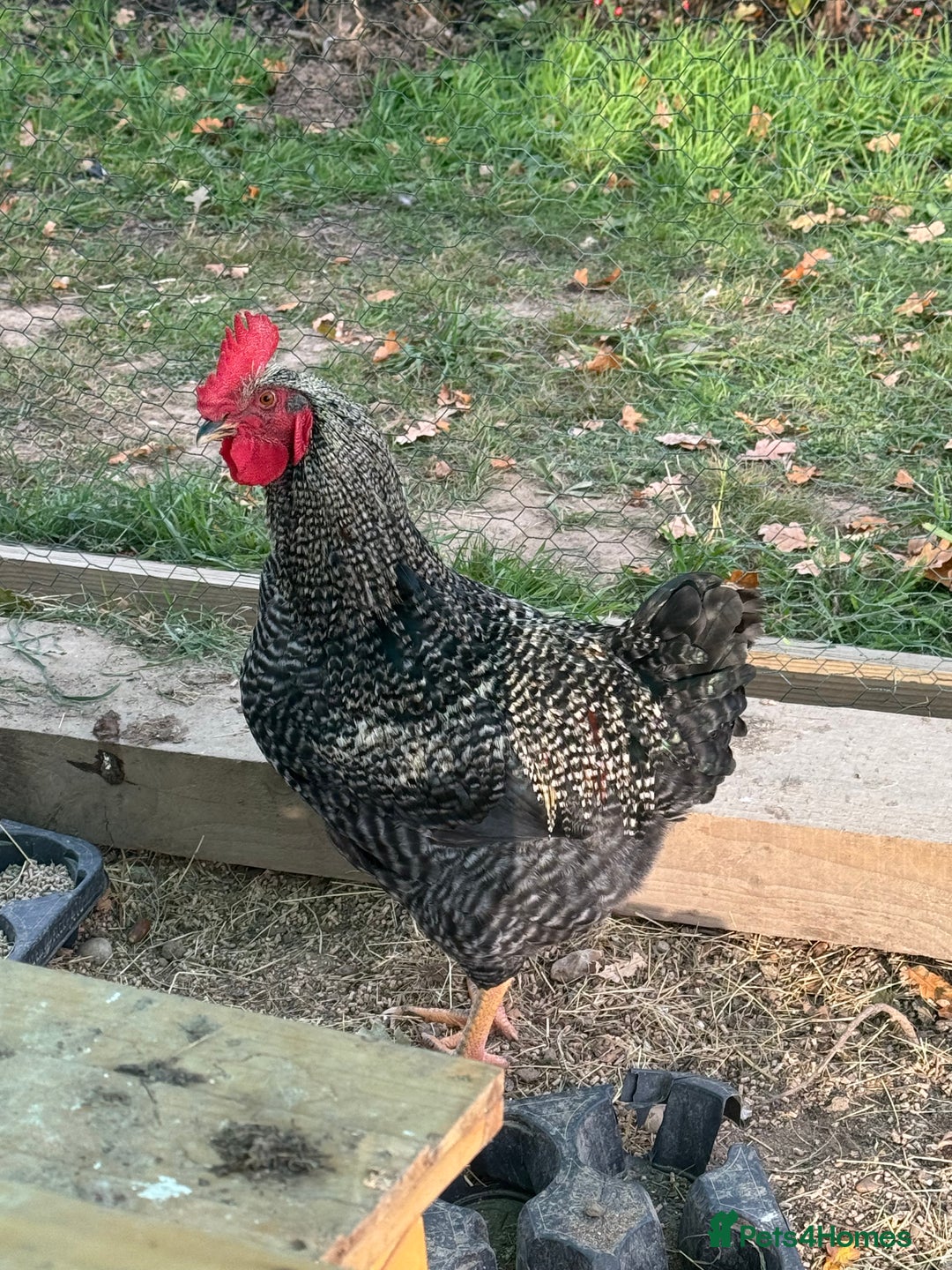 Chickens poultry for sale: Barred Rock Rooster - Image 1