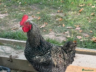 Chickens poultry - Advert 1