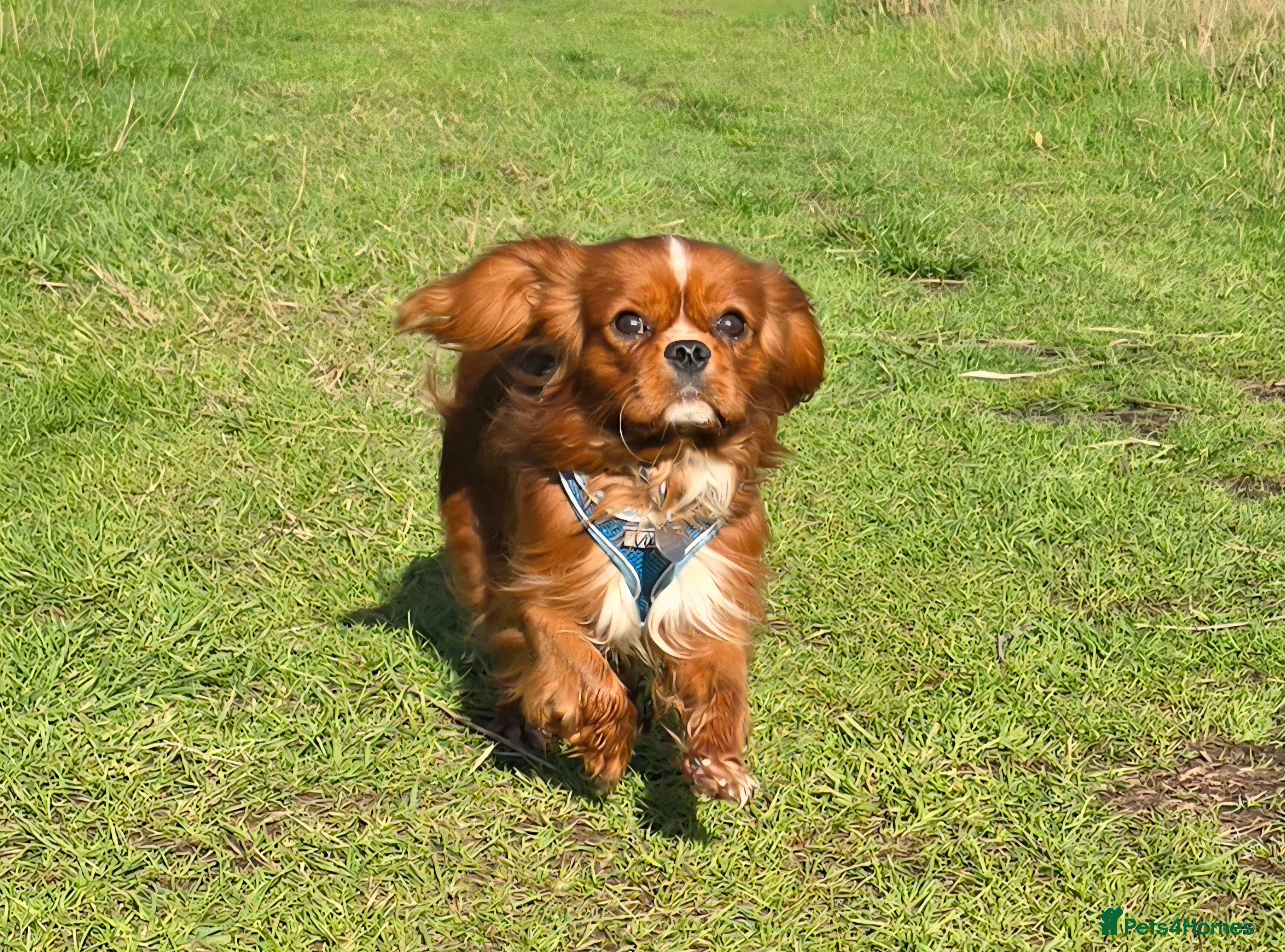 Cavalier King Charles Spaniel dogs Ruby Cavalier available for Stud - Advert 4