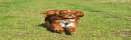 Cavalier King Charles Spaniel dogs for stud: Ruby Cavalier available for Stud - Advert 1
