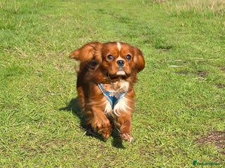 Cavalier King Charles Spaniel dogs Ruby Cavalier available for Stud - Advert 12