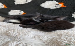 British Longhair cats for sale: Last Baby Girl Left ❤️ - Image 5