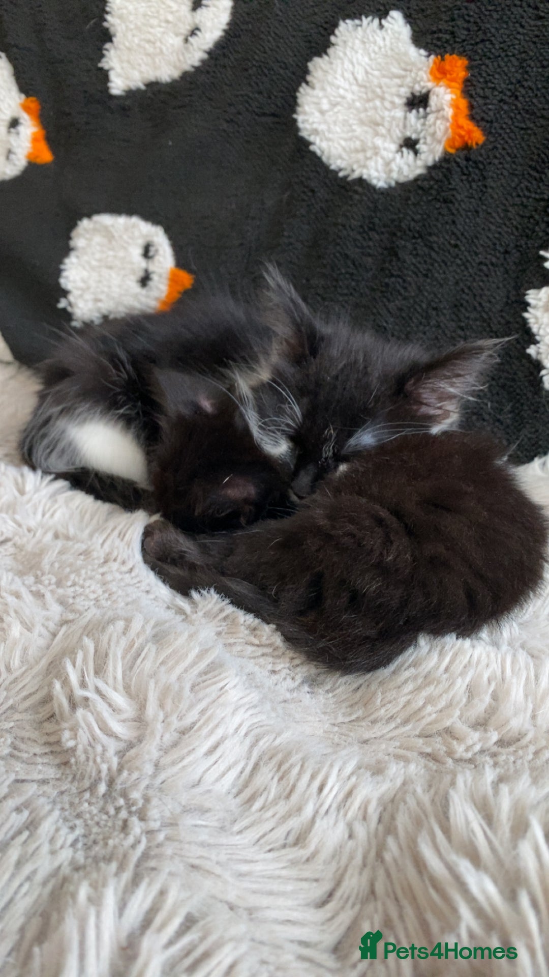 British Longhair cats for sale: Last Baby Girl Left ❤️ - Image 5