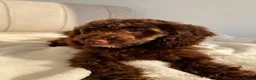 Cavapoo dogs for sale: Premium Quality Teddy Toy Cavapoos F1B - Advert 11
