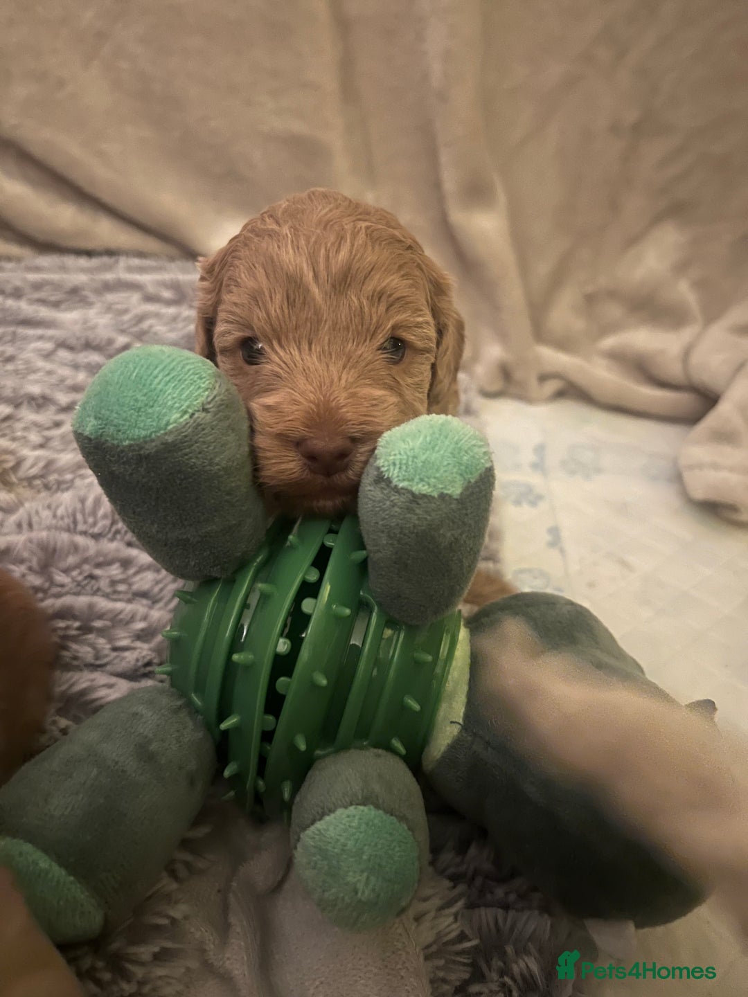 Cockapoo dogs for sale: Cockapoos for sale.  - Advert 22