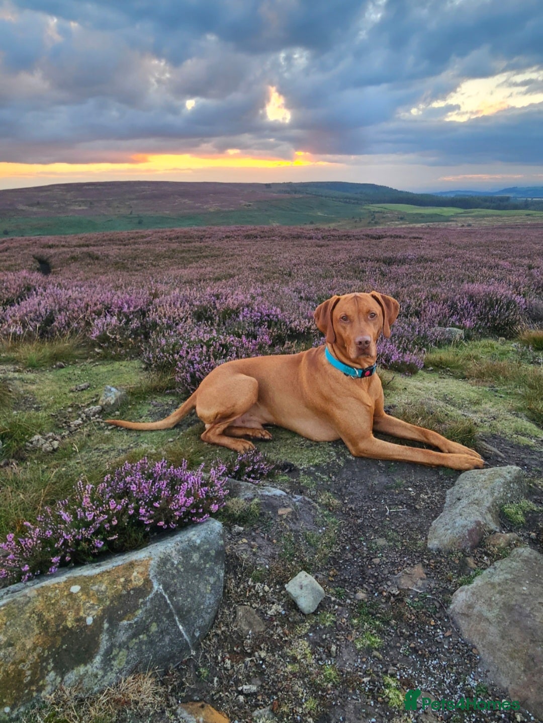Hungarian Vizsla dogs Rummy the Vizsla- Available for Stud FREE!! in Middlesbrough - Advert 1