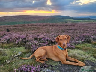Hungarian Vizsla dogs in Middlesbrough - Advert 1